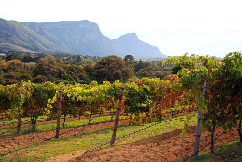 開普敦水荒，南非葡萄酒何去何從