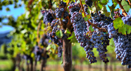 一年四季,葡萄藤在忙活什么?